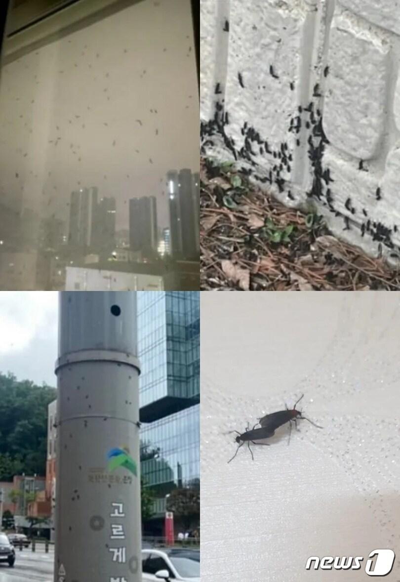 본문 이미지 - 은평구와 고양시에 출몰한 러브버그떼. (SNS 갈무리) ⓒ 뉴스1