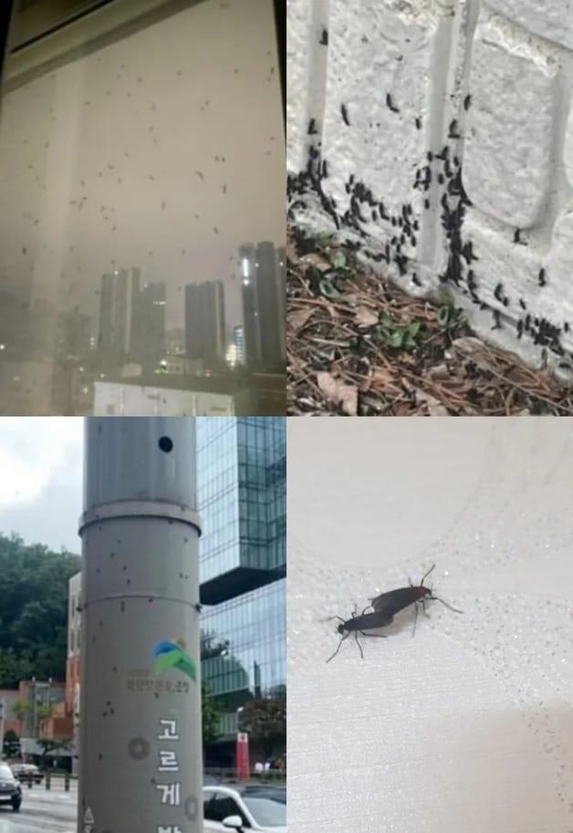 본문 이미지 - 은평구와 고양시에 출몰한 러브버그떼. &#40;SNS 갈무리&#41; ⓒ 뉴스1