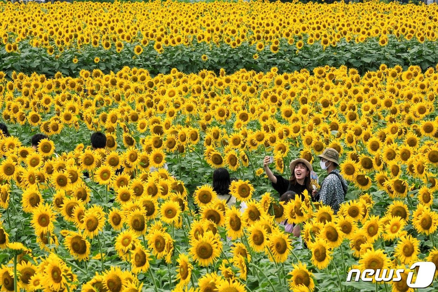 본문 이미지 - 30일(현지시간) 일본 도치기시 노기 마을에서 시민들이 만개한 해바라기를 즐기고 있다. (본문과 관련없음)  2022.07.30 ⓒ AFP=뉴스1 ⓒ News1 정윤미 기자