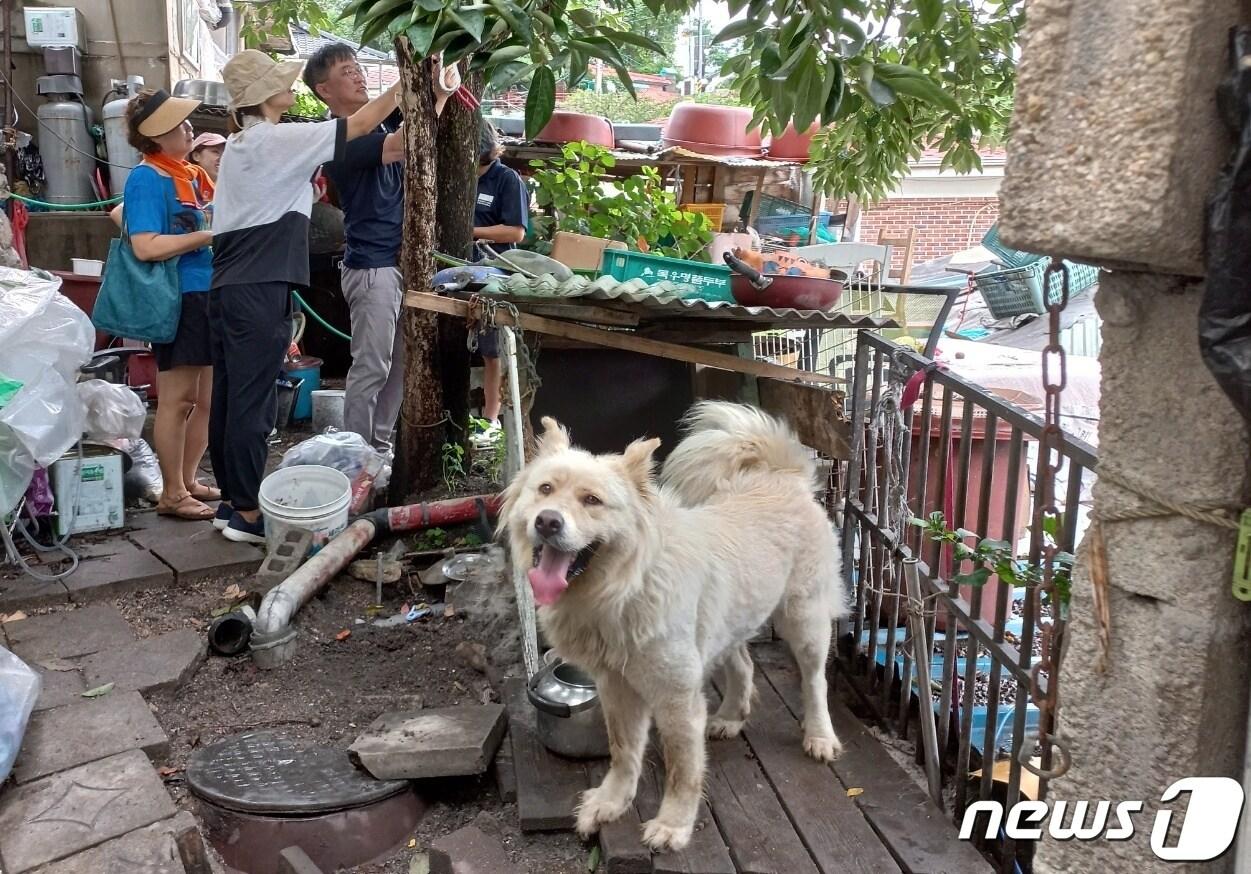 본문 이미지 - 서울 노원구 반짝봉사단과 반려견주택연구소는 30일 노원구 재개발 정비구역 일대에서 마당개 환경개선 자원봉사를 실시했다.(반짝봉사단 제공) ⓒ 뉴스1