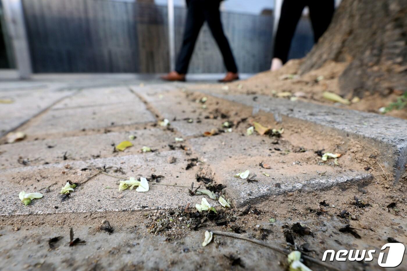 5일 서울 은평구 연신내역 인근에서 '러브버그(사랑벌레)'가 대량으로 발견되고 있다.. 2022.7.5/뉴스1 ⓒ News1 황기선 기자