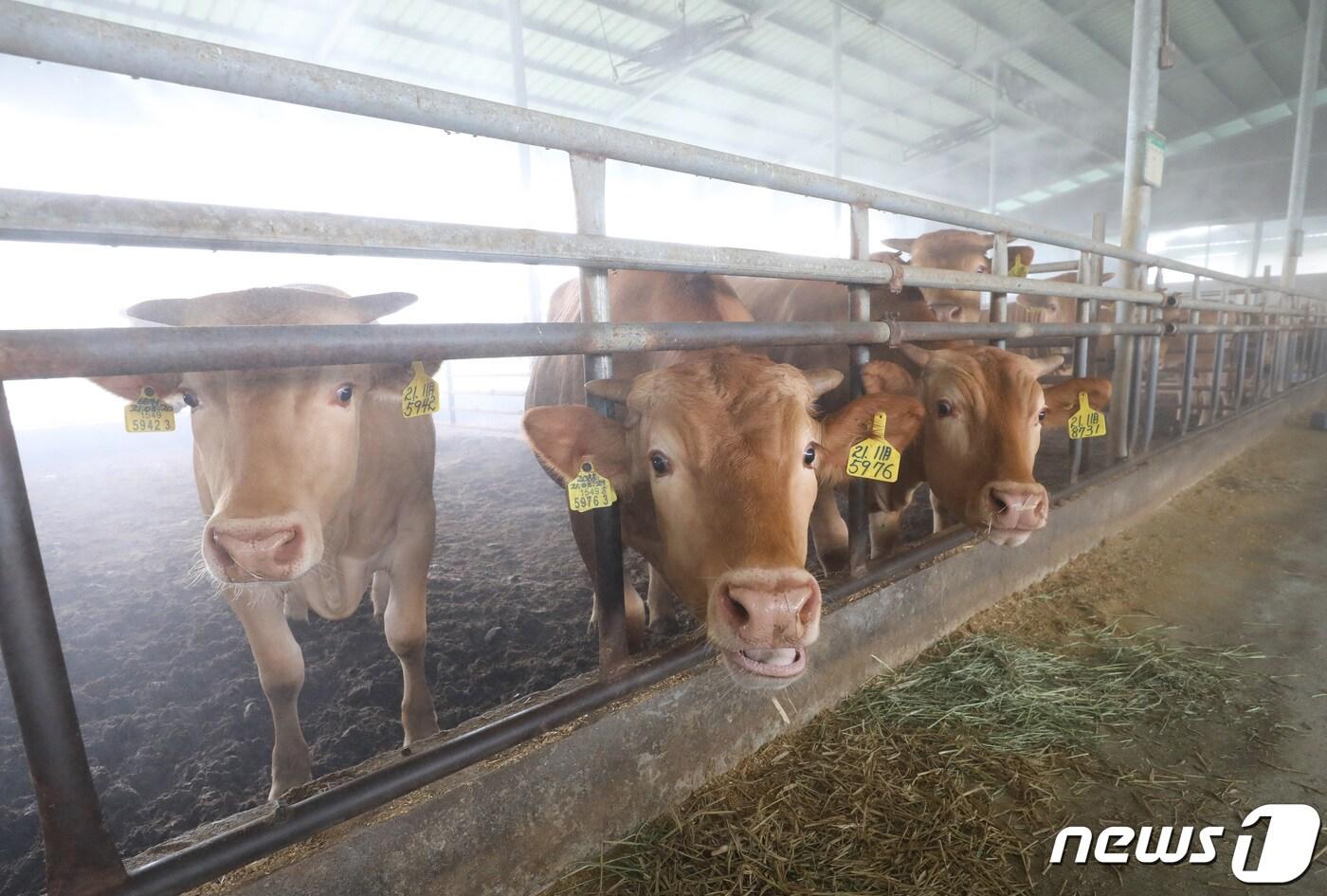 경기 안성시 미양면의 한 한우농가 ⓒ News1 김영운 기자