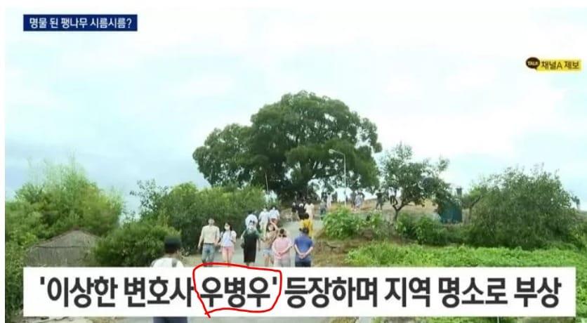 본문 이미지 - 채널A가 31일 오후 '이상한 변호사 우영우'에 등장, 국민 관광지가 된 경남 창원 북부리 팽나무가 몰려드는 관광객으로 몸살을 앓고 있다는 소식을 전하면서 '이상한 변호사 우병우'를 자막으로 처리하는 실수를 범했다. (채널A, 갈무리) ⓒ 뉴스1