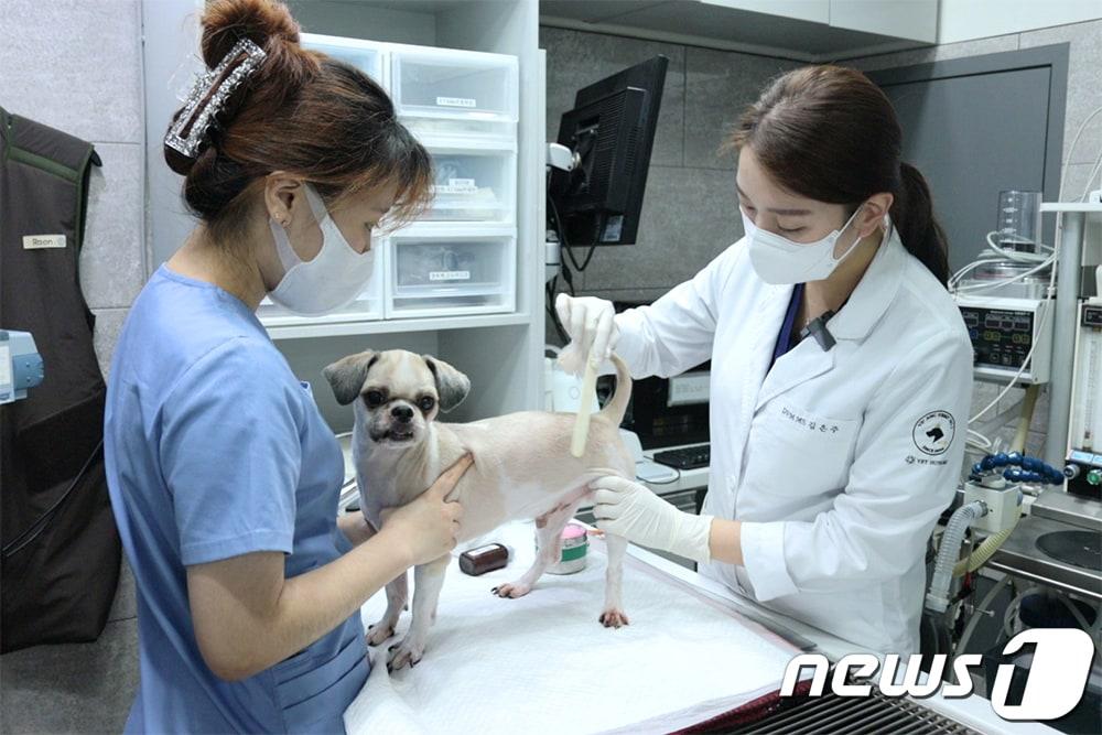 본문 이미지 - VIP동물의료센터 성북점에서 반려동물 탈모 치료를 하고 있다.(VIP동물의료센터 제공) ⓒ 뉴스1