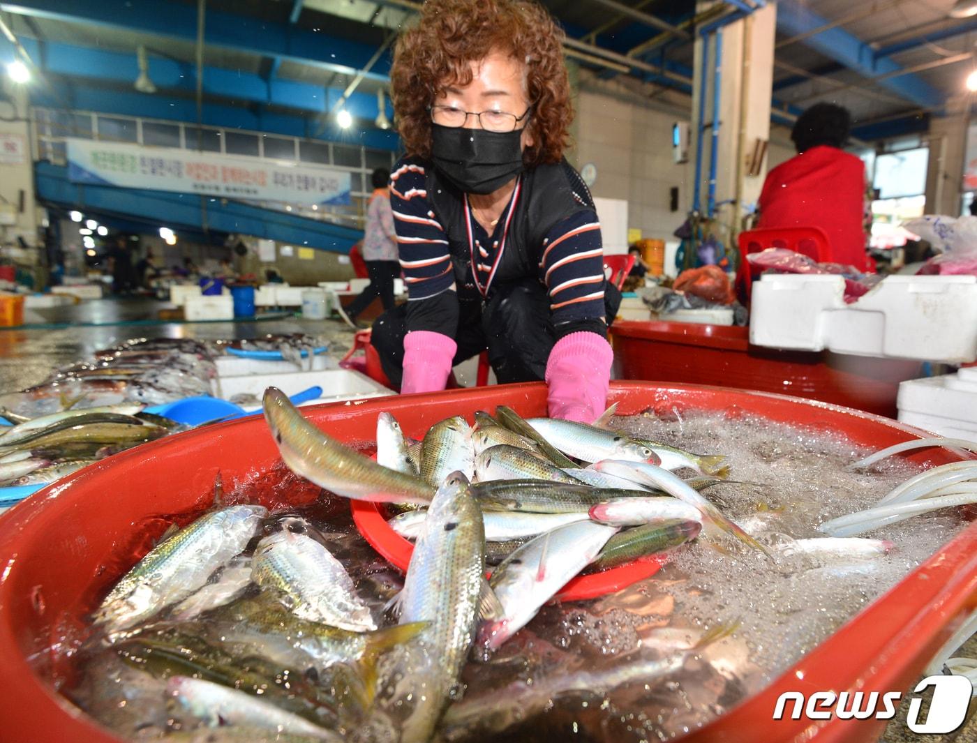 본문 이미지 - 17일 경북 포항시 죽도어시장에서 상인이 가을 대표 생선인 전어 판매를 준비하고 있다. 2022.8.17/뉴스1 ⓒ News1 최창호 기자