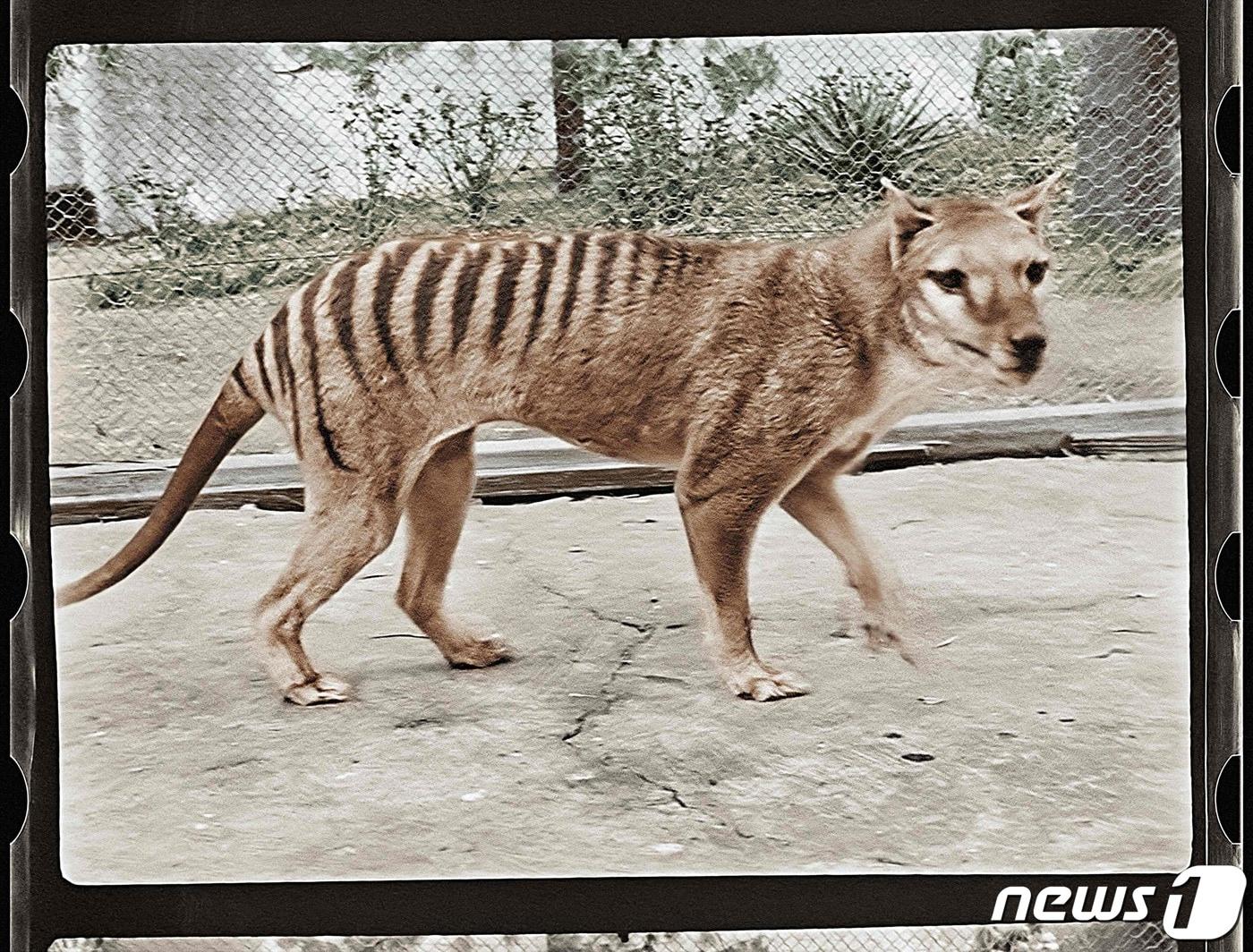본문 이미지 - 1936년에 죽은 ‘테즈메이니아 호랑이’의 마자막 개체 ‘벤자민’을 컬러화한 사진. 2021.09.07 ⓒ AFP=뉴스1 ⓒ News1 손승환 기자