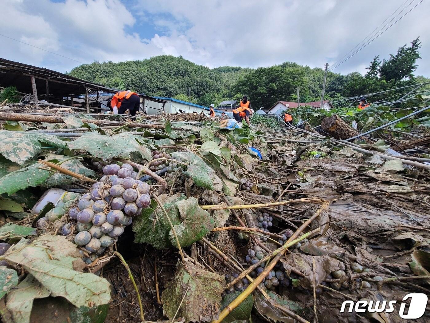 본문 이미지 - 소방청 소속 소방공무원들이 17일 오전 충남 부여군 은산면 홍산리를 찾아 수해복구 지원활동을 하고 있다. (소방청 제공) 2022.8.17/뉴스1