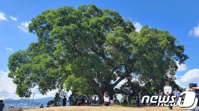 본문 이미지 - 4일 ENA드라마 ‘이상한 변호사 우영우’에 나온 경남 창원시 의창구 대산면 부북리 동부마을 팽나무 앞에서 관광객들이 기념 사진을 찍고 있다.2022.8.4.ⓒ 뉴스1 강대한 기자