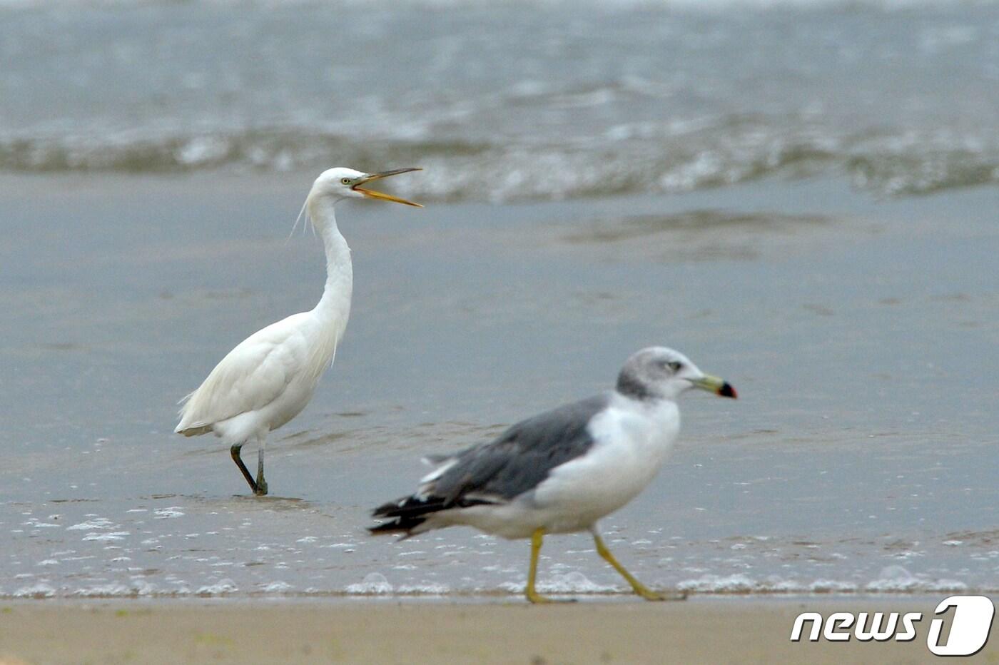 17일 오후 천연기념물 제361호인 노랑부리 백로 한마리가 경북 포항시 남구 해안에서 발견됐다. 노랑부리백로는 1988년 천연기념물 지정됐고 서해북단인 인천 옹진군 죽도면 신도에서만 번식하는 여름철새로 멸종위기에 처한 국제보호조이다. 2022.8.17/뉴스1 ⓒ News1 최창호 기자