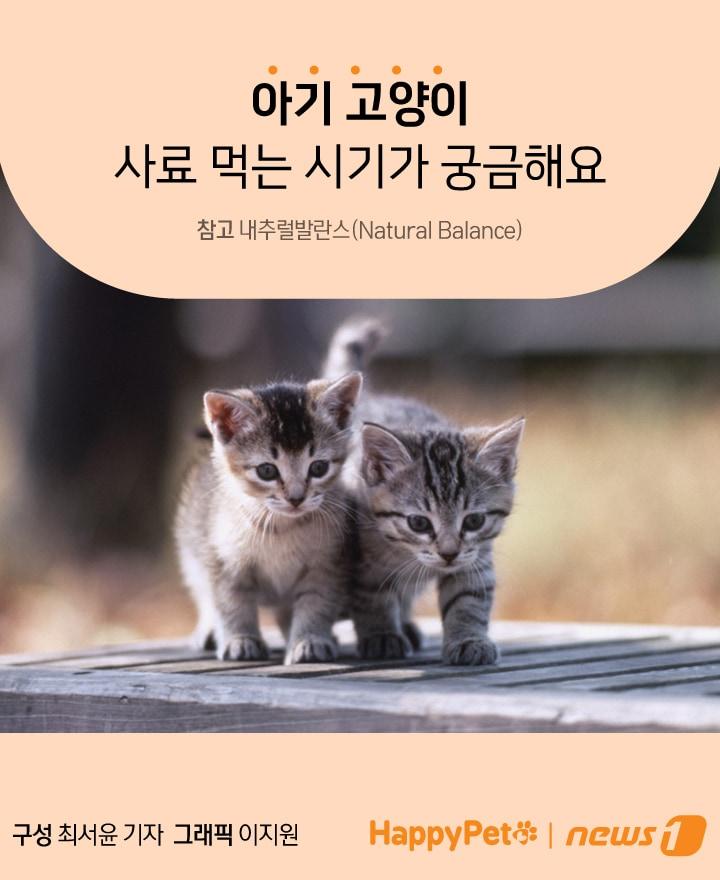 본문 이미지 - 펫카드 ⓒ 뉴스1