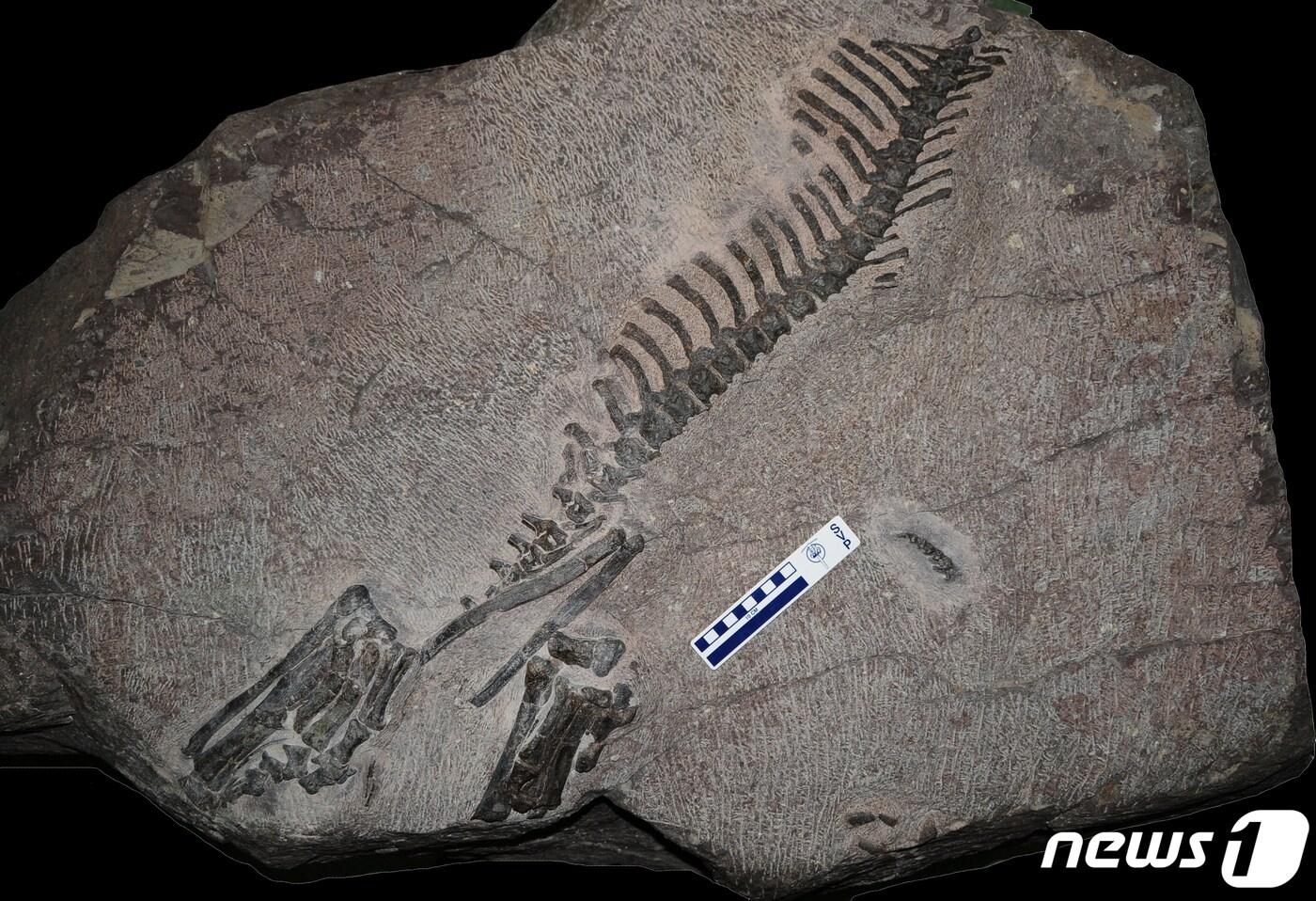 본문 이미지 - 코리아 케라톱스(제공 문화재청)