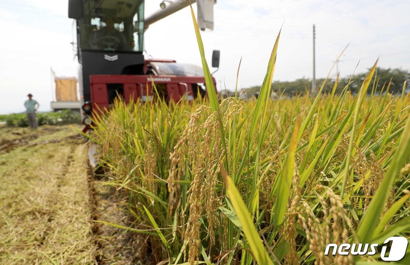 벼를 수확하고 있는 모습. 2022.8.23/뉴스1 ⓒ News1 김영훈 기자