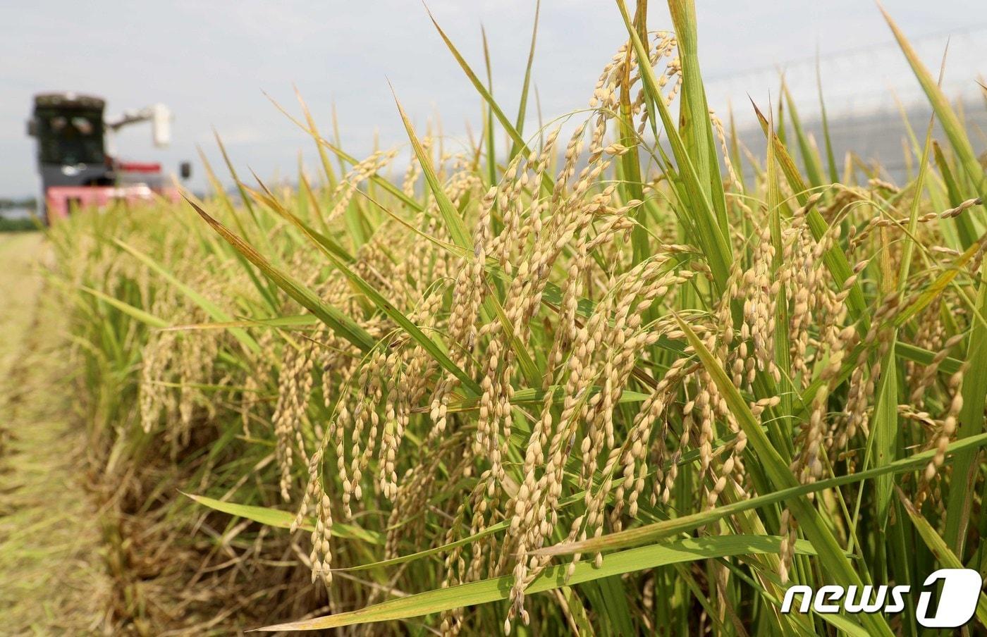 본격적인 가을로 접어든다는 절기 처서(處暑)인 23일 부산 강서구 죽동동 김경양(70세)씨의 논에서 올해 부산지역 첫 벼를 콤바인으로 수확하고 있다. 2022.8.23/뉴스1 ⓒ News1 김영훈 기자