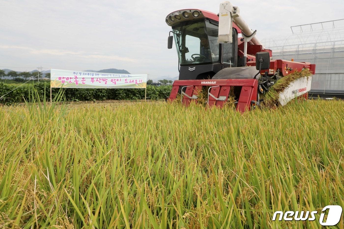 본문 이미지 - 부산 강서구 죽동동 한 논에서 벼를 콤바인으로 수확하고 있다.  ⓒ News1 김영훈 기자