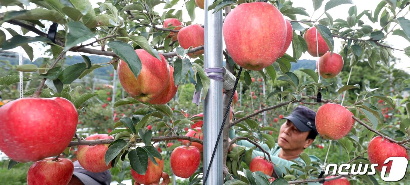 전북 장수군 장수읍 호은농장에서 농민들이 빨갛게 익은 사과를 수확하고 있다. /뉴스1 ⓒ News1 유경석 기자