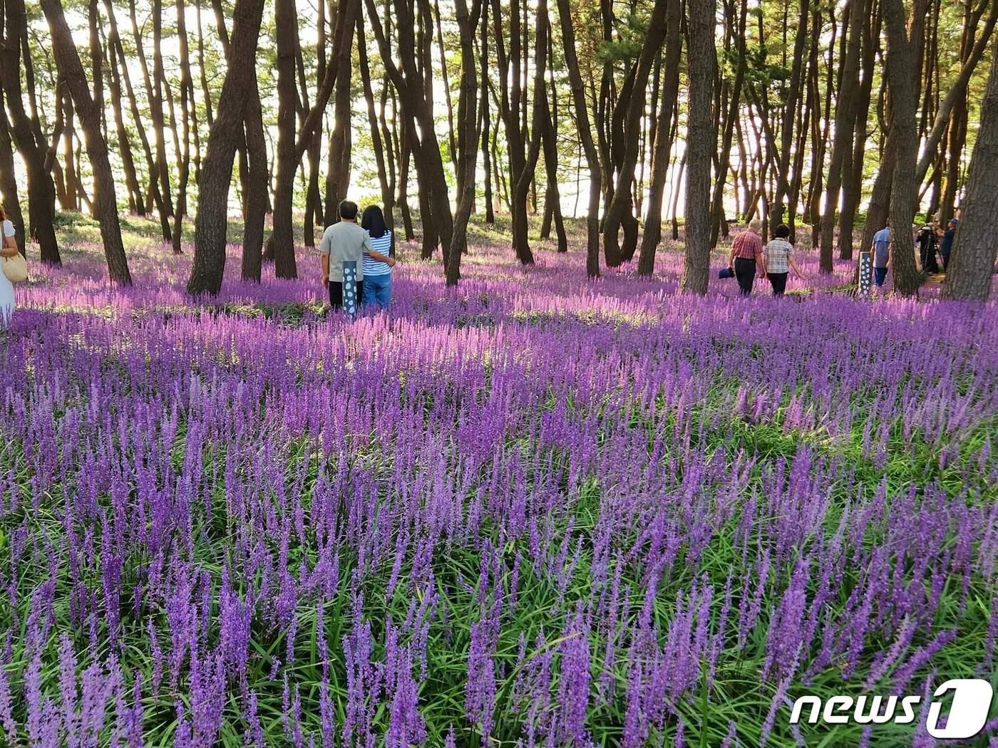 본문 이미지 - 충남 서천송림욕장 맥문동 군락지(충남도 농기원 제공)