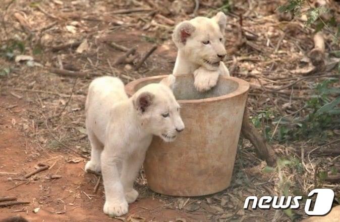 본문 이미지 - 흰 사자 - BBC 갈무리