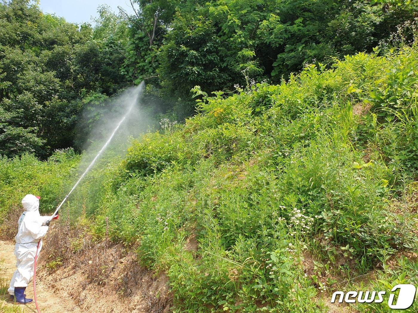 본문 이미지 - 보은군 병해충 방제 장면.(보은군 제공)ⓒ 뉴스1