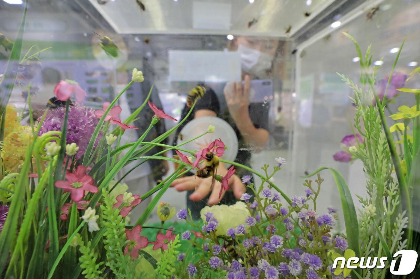 본문 이미지 - 4일 서울 강남구 코엑스에서 열린 내추럴위크 2022 제21회 친환경 유기농 무역박람회와 귀농 귀촌 체험학습박람회를 찾은 관람객들이 뒤영벌을 체험하고 있다. 2022.8.4/뉴스1 ⓒ News1 조태형 기자