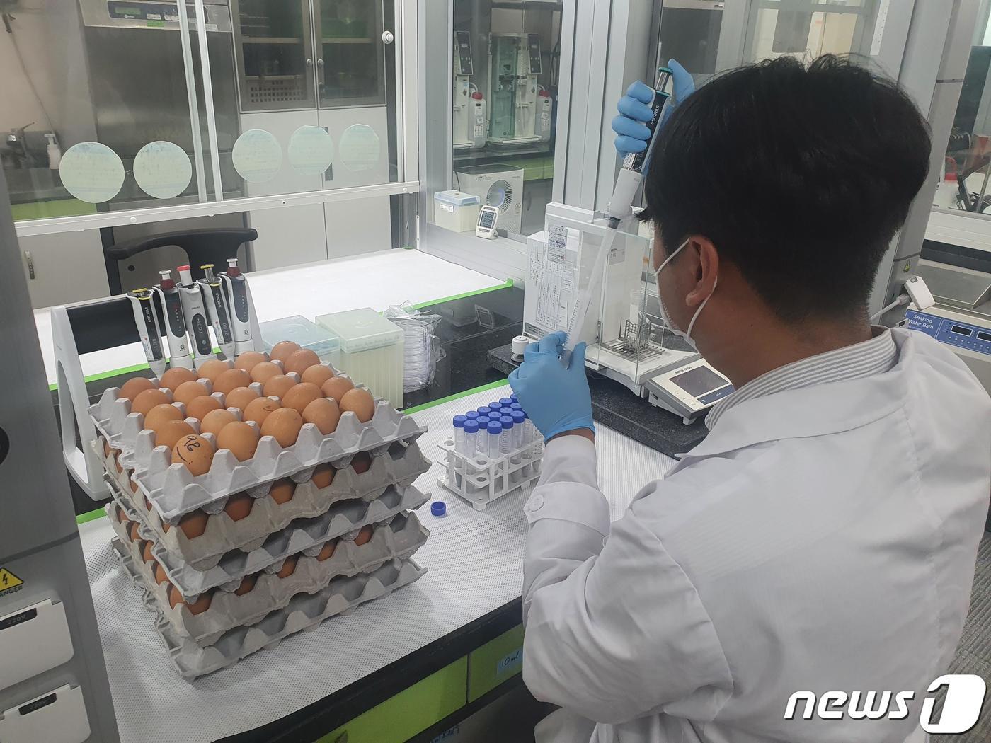 본문 이미지 - 전라남도동물위생시험소가 도내 산란계 농장을 대상으로 살충제 등 계란 안전성 검사를 집중적으로 실시하고 있다.(전남도 제공) 2022.8.6/뉴스1 ⓒ News1 전원 기자