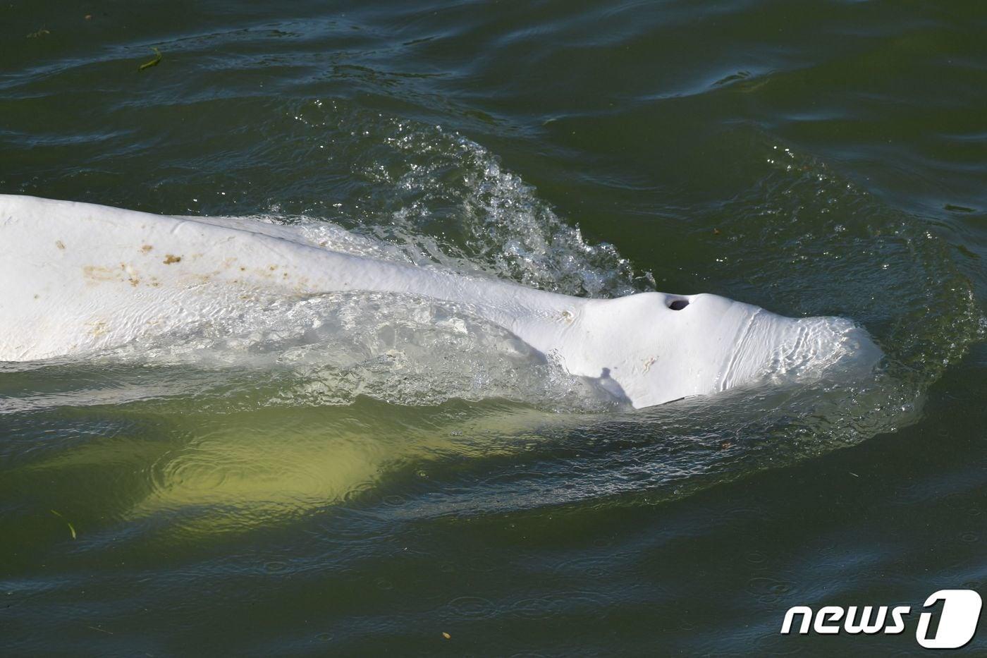 5일(현지시간) 프랑스 서부의 한 수문 근처에서 벨루가 고래가 센강을 거슬러오는 모습. ⓒ AFP=뉴스1 ⓒ News1 김예원 기자