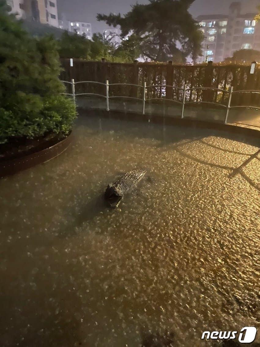 본문 이미지 - (온라인 커뮤니티 갈무리) ⓒ 뉴스1