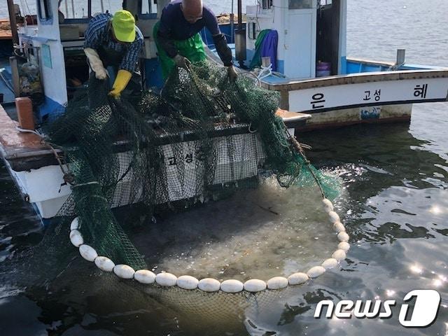 본문 이미지 - 해파리를 제거 중인 어선들(고성군 제공). ⓒ 뉴스1