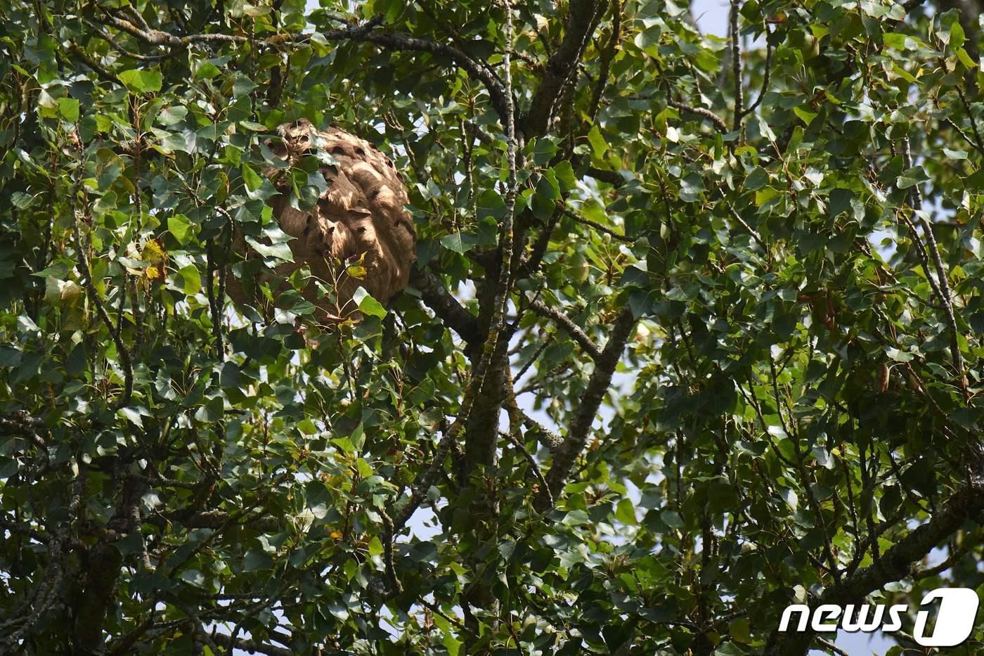 31일(현지시간) 미국 오하이오주에서 20세 남성이 나무를 손질하다 벌에 쏘여 혼수상태에 이르렀다. 사진은 나무 위 벌집의 모습. ⓒ AFP=뉴스1