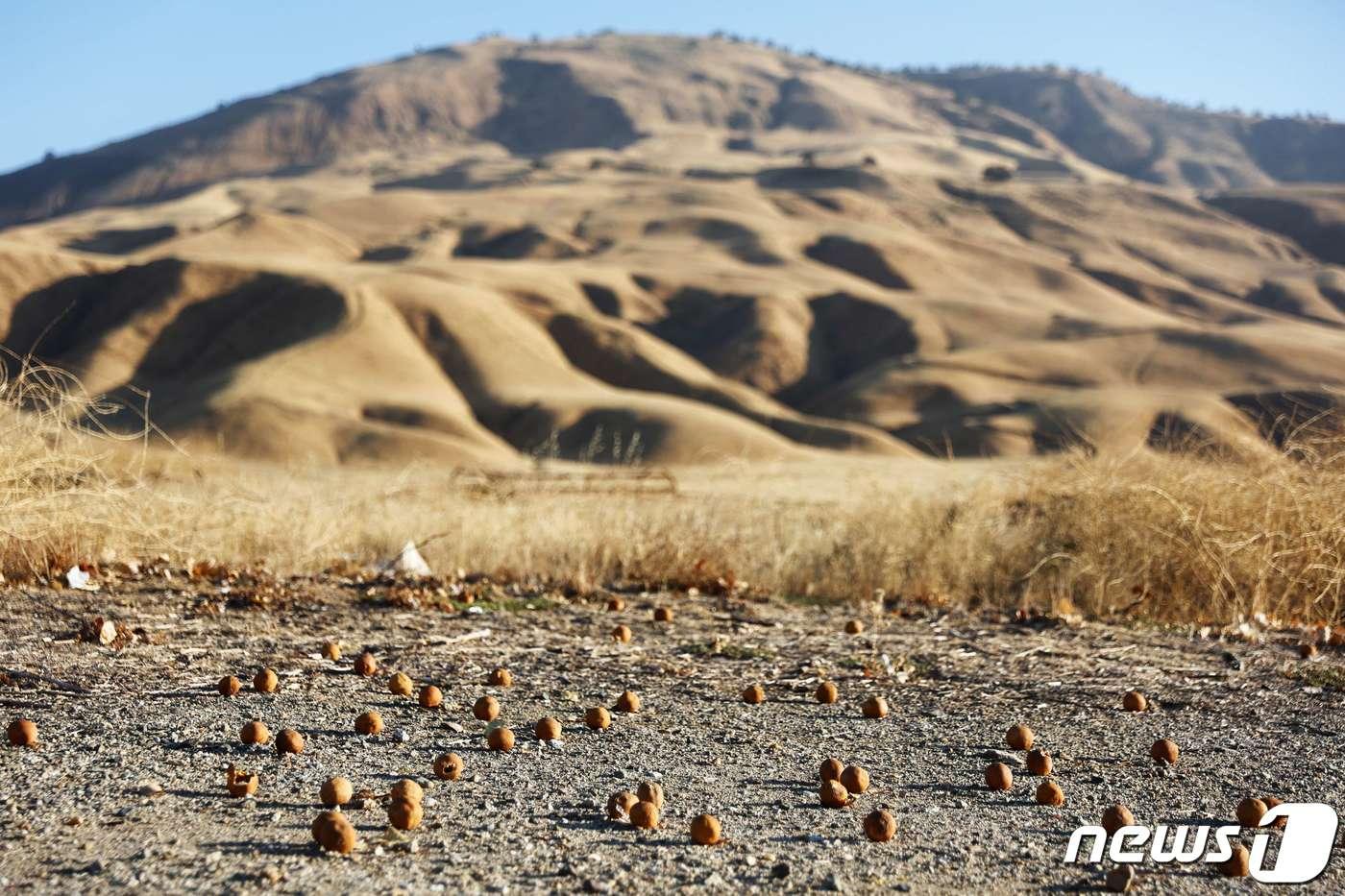 본문 이미지 - 26일(현지시간) 미국 캘리포니아주 베이커스필드 인근에서 극심한 가뭄 속에서 땅에 마른 귤들이 널브러져 있는 모습. 2022.08.26/뉴스1 ⓒ AFP=뉴스1 ⓒ News1 김민수 기자