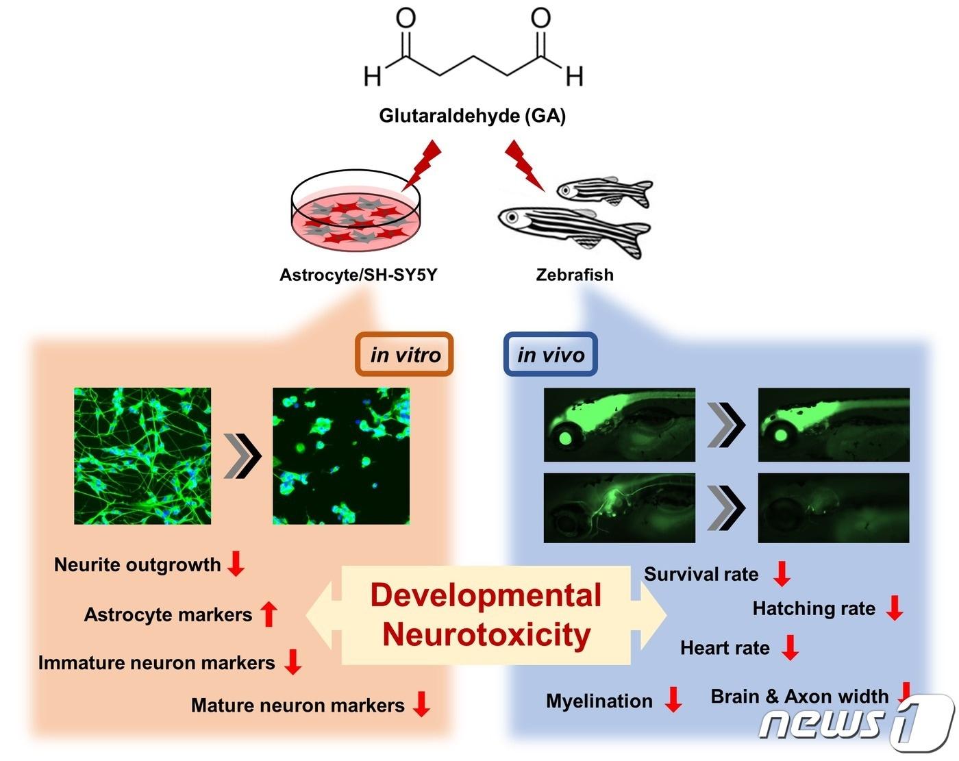 본문 이미지 - 시험관 내(in vitro) 및 생체 내(in vivo)에서 GA의 신경발달독성 영향 모식도. (안전성평가연구소 제공.)
