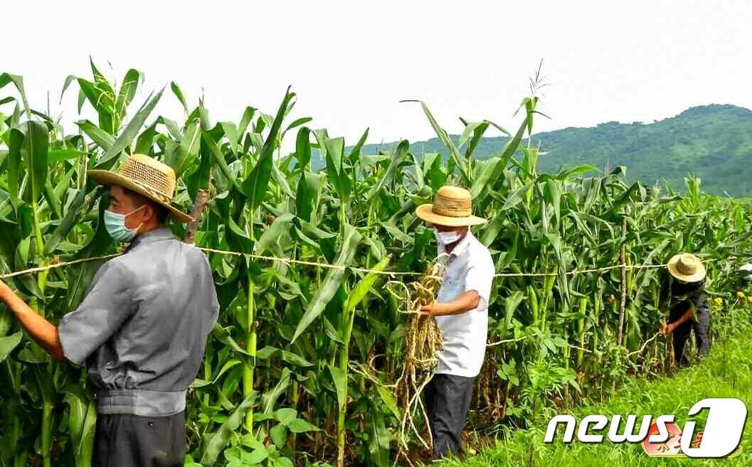 본문 이미지 - (평양 노동신문=뉴스1) = 북한 농민들. [국내에서만 사용가능. 재배포 금지. DB 금지. For Use Only in the Republic of Korea. Redistribution Prohibited] rodongphoto@news1.kr