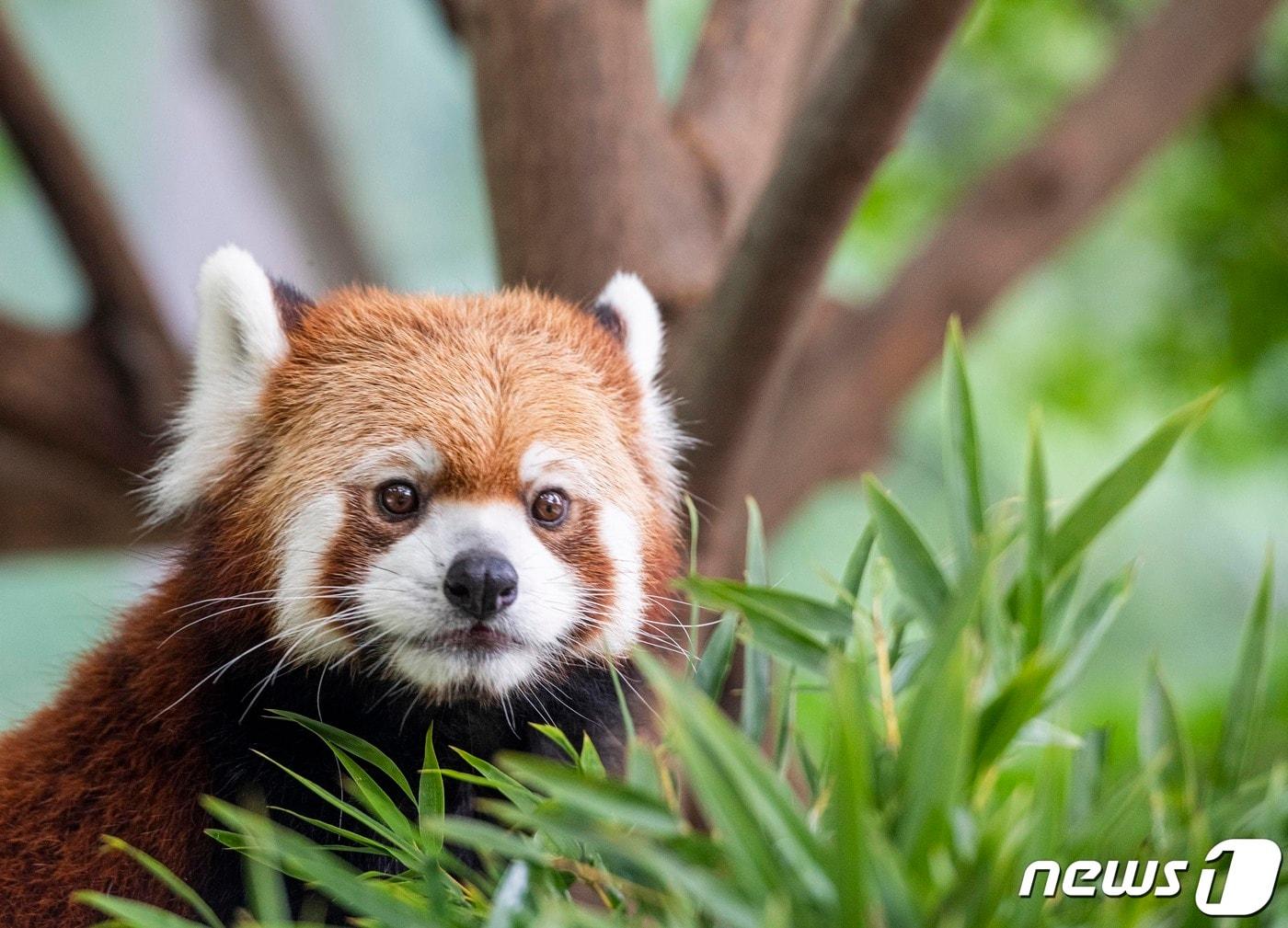 본문 이미지 - 에버랜드 판다월드에 사는 레서판다 '레시'(에버랜드 제공) 2022.9.15/뉴스1