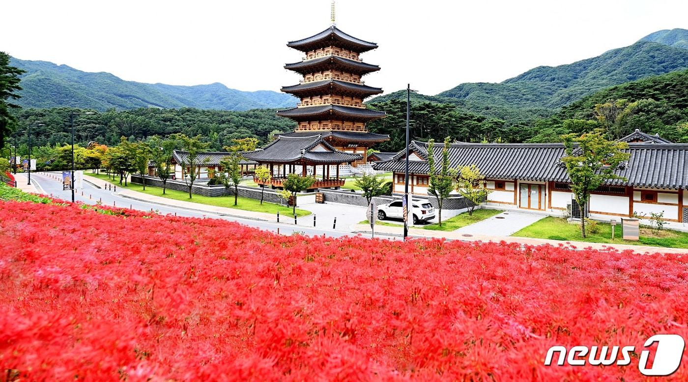 본문 이미지 - 김천시는 직지사 입구부터 만세교까지 좌우 산책로에 꽃무릇 21만 본을 식재해 매년 9월경이면 꽃무릇이 만개해 이 일대는 붉은 융단을 깔아놓은 듯한 장관을 이룬다.2022.9.16 ⓒ 뉴스1 정우용 기자