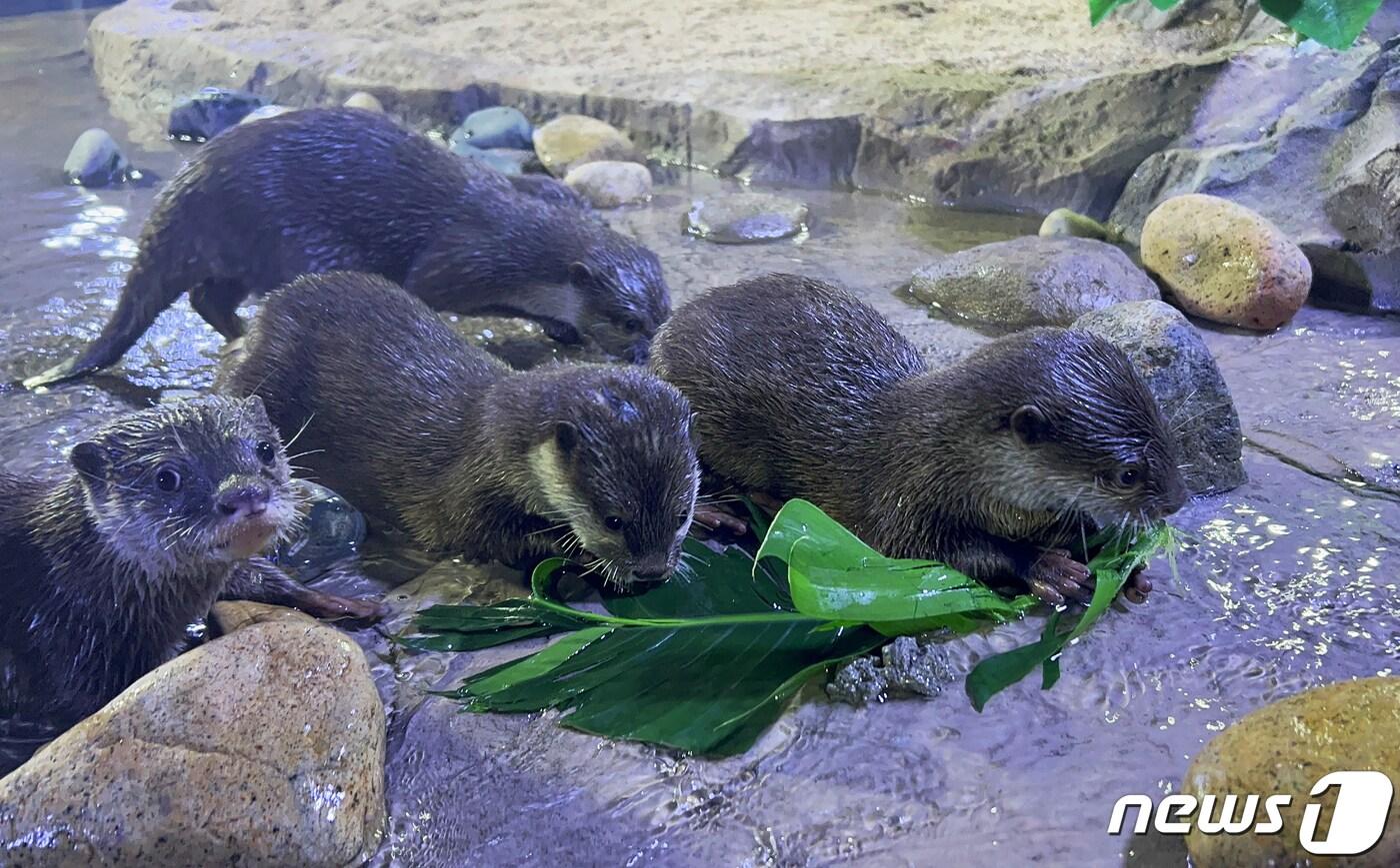 씨라이프 부산 아쿠아리움에 새롭게 들어온 작은발톱수달.(씨라이프 부산 아쿠아리움 제공)