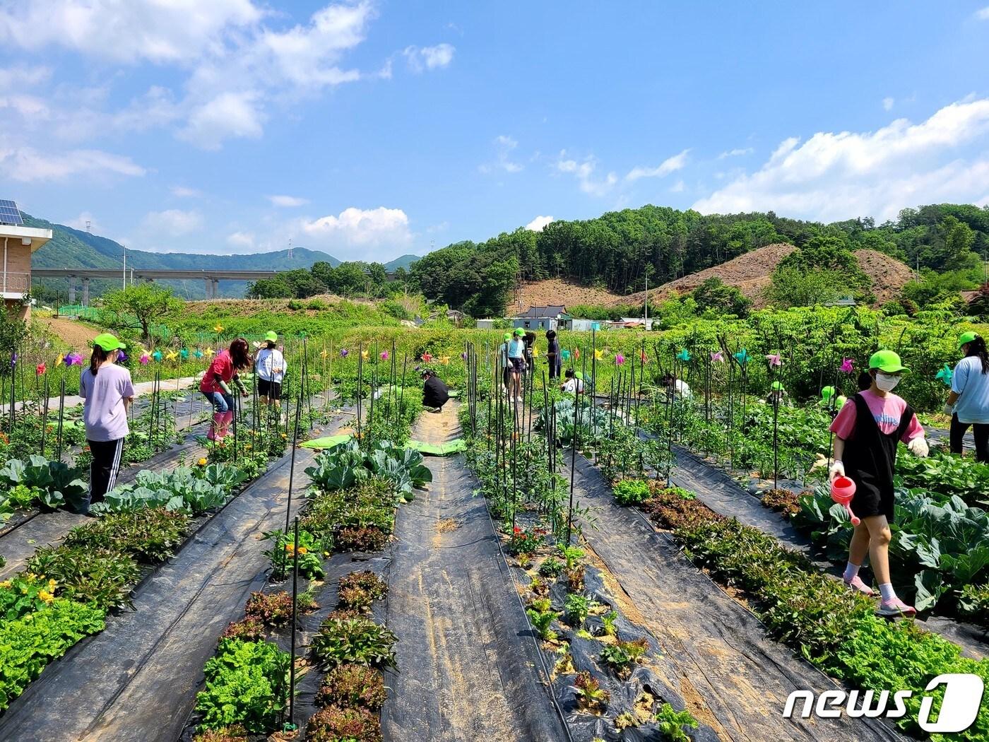 본문 이미지 - 경기 양평군 대아초 학생들이 텃밭을 가꾸는 모습.(양평교육지원청 제공) 
