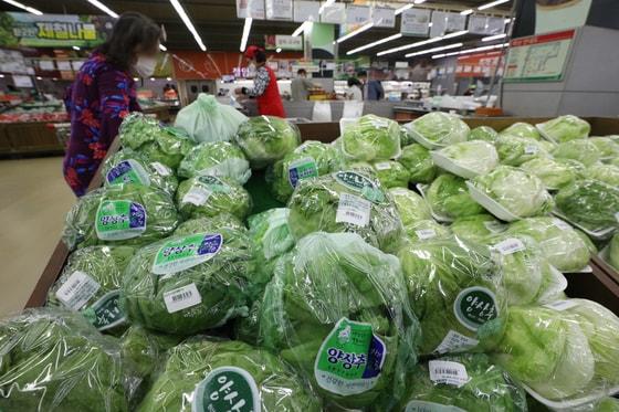 본문 이미지 - 서울의 한 대형마트에서 시민들이 양상추를 고르고 있다. 2022.9.18/뉴스1 ⓒ News1 신웅수 기자