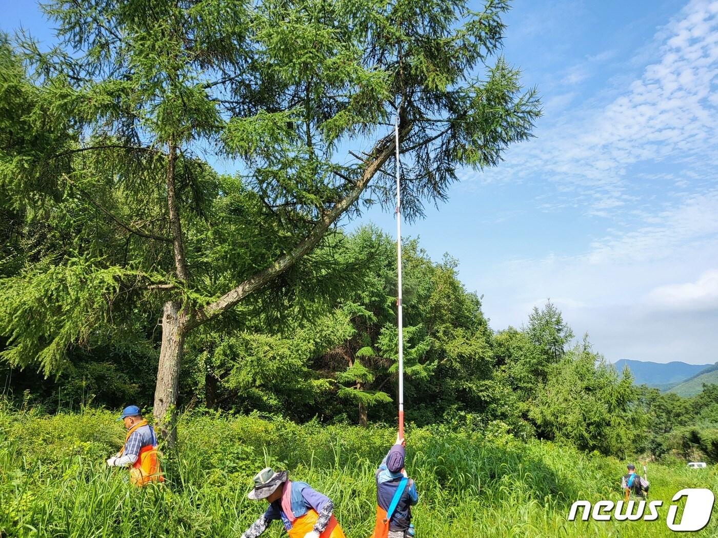 본문 이미지 - 2일 산림청 산림품종관리센터는 전국 10개 채종원에서 종자 채취를 시작했다고 밝혔다. 올해 채취량은 11.5톤 정도다. 사진은 종자 채취 모습.(품종관리센터 제공)2022.9.2/뉴스1