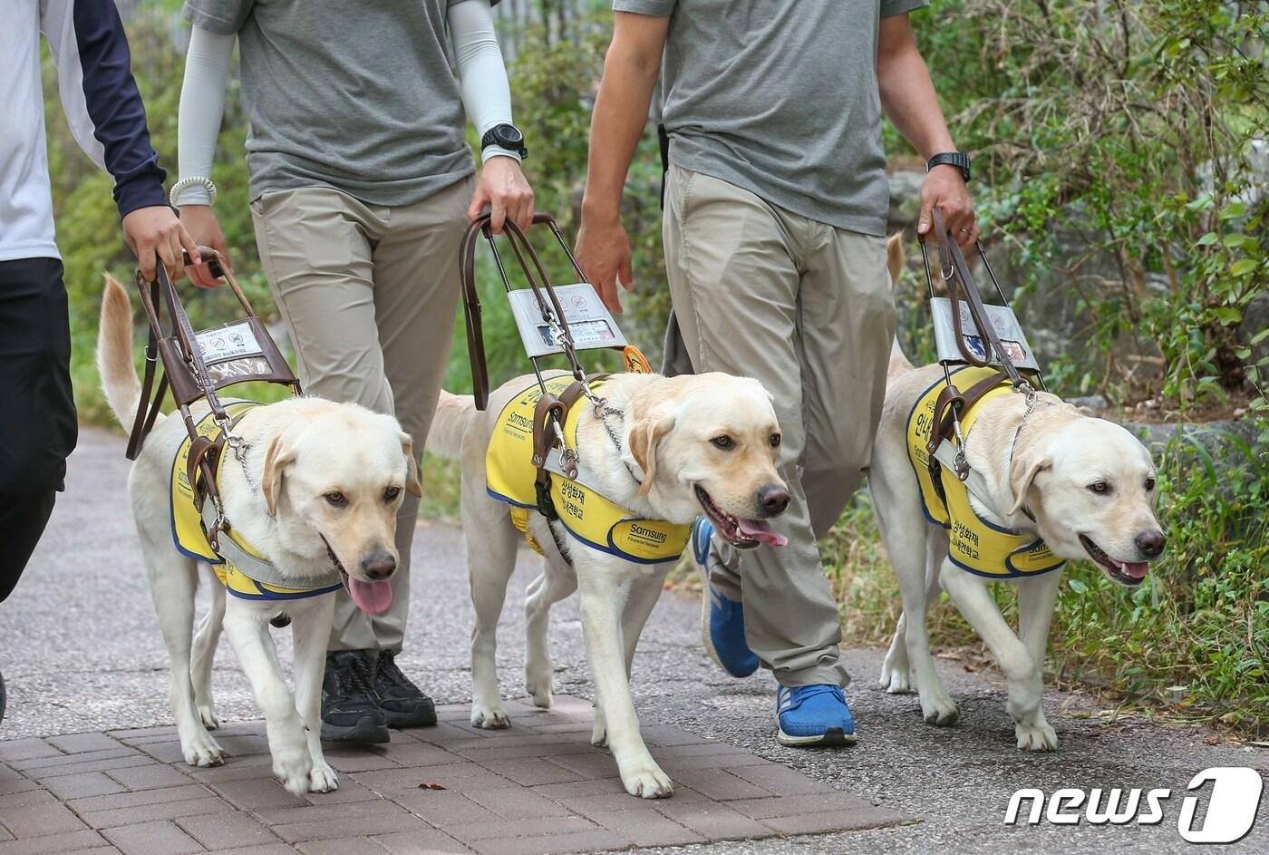 삼성화재안내견학교 훈련사와 안내견이 되기 위한 훈련견이 보행 연습 중에 있다. (삼성 제공)