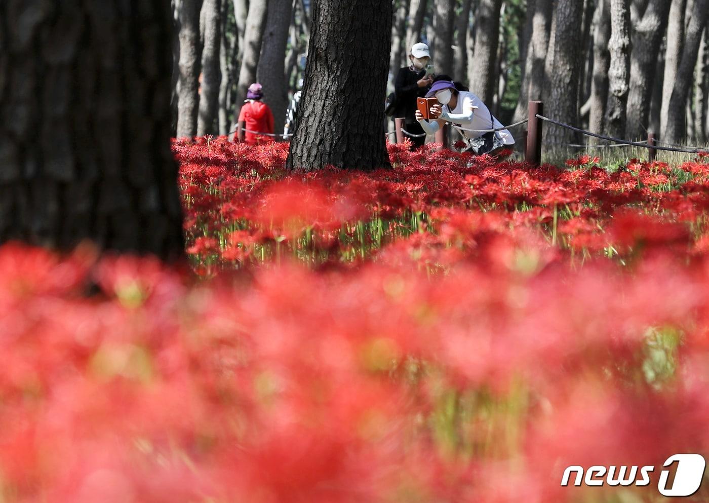 본문 이미지 - 선선한 가을 날씨를 보인 지난달 20일 울산 동구 대왕암공원에 꽃무릇이 활짝 펴 시민들의 눈길을 사로잡고 있다. 2022.9.20/뉴스1 ⓒ News1 윤일지 기자