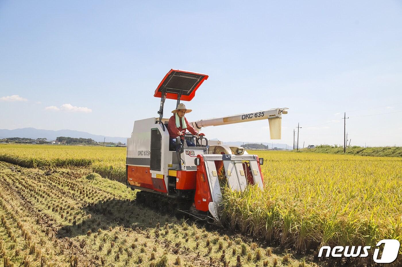 본문 이미지 - 이완섭 서산시장이 21일 인지면 야당1리에서 벼 베기 시연을 하고 있다(서산시 제공)