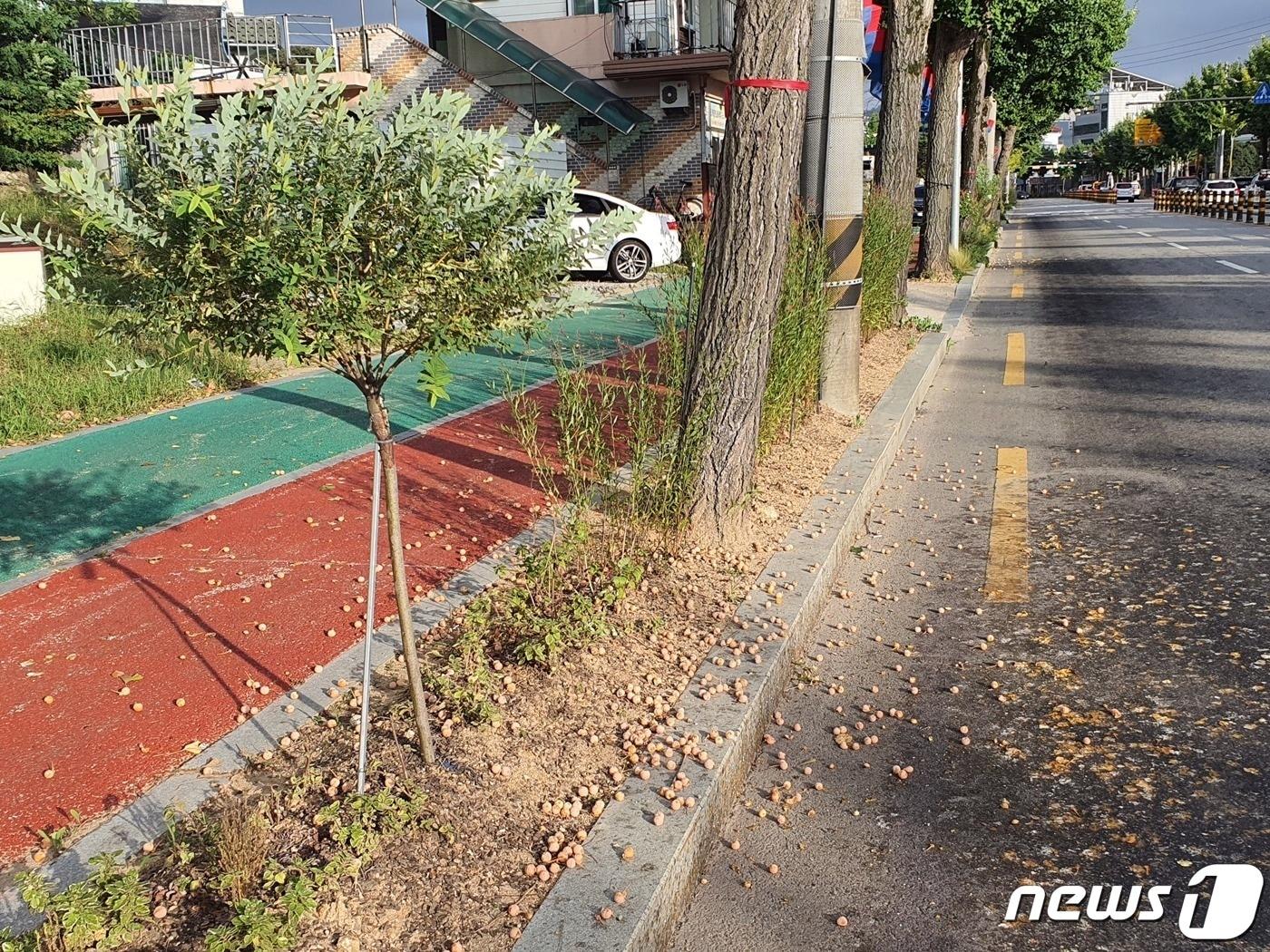 본문 이미지 - 전북 정읍시가 가을철 불청객인 은행나무 열매 악취 제거를 위해 어린 열매를 미리 채취하기로 했다. 도로변에 떨어져 있는 은행나무 열매.(정읍시 제공)2022.09.21/뉴스1 