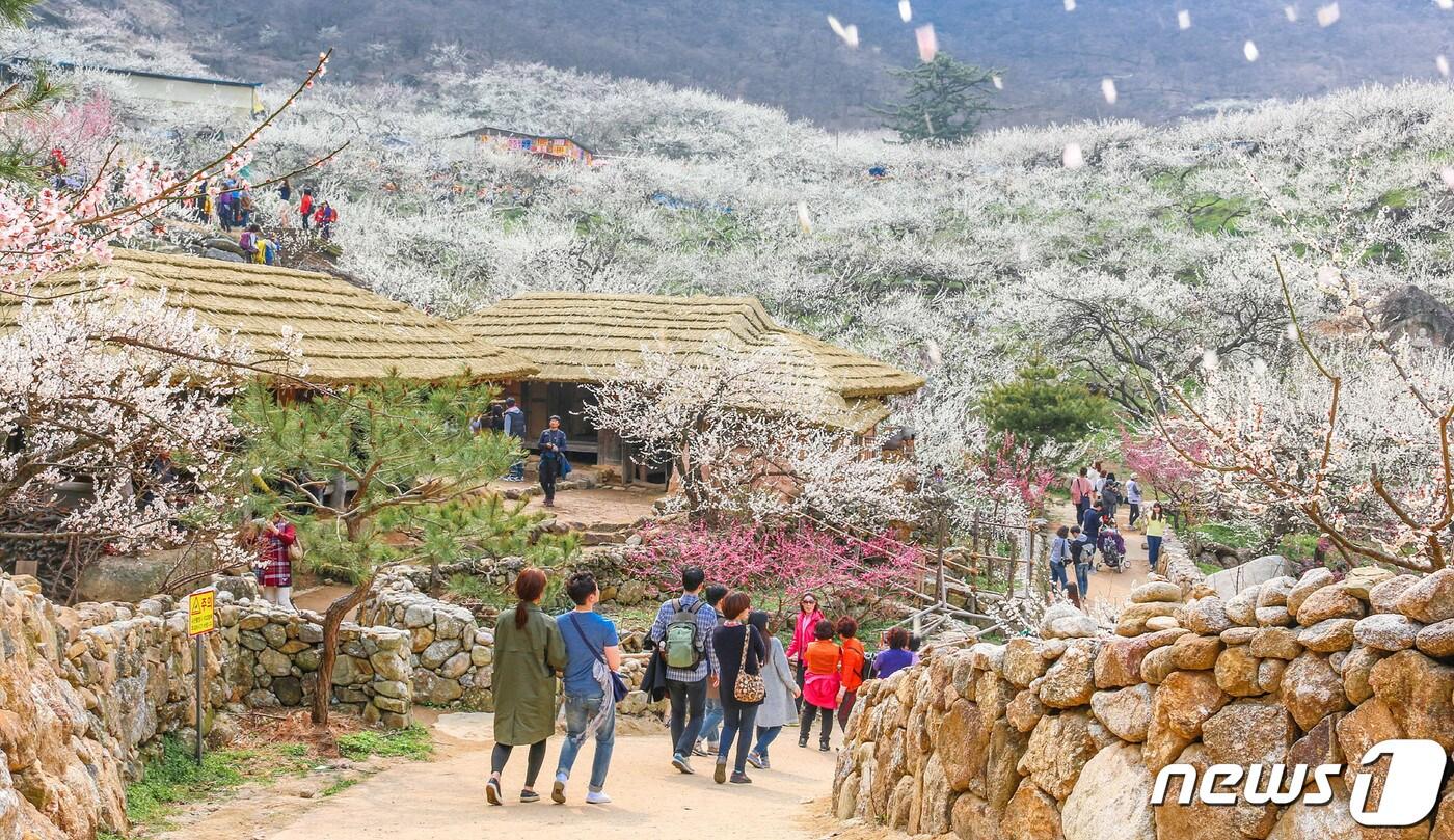 본문 이미지 - 광양시가 전 세계 여행 예약플랫폼 부킹닷컴이 선정한 '2022 주목해야 할 관광지 10선'에 포함됐다. 사진은 섬진강 매화마을 전경(광양시 제공)2022.9.22/ 