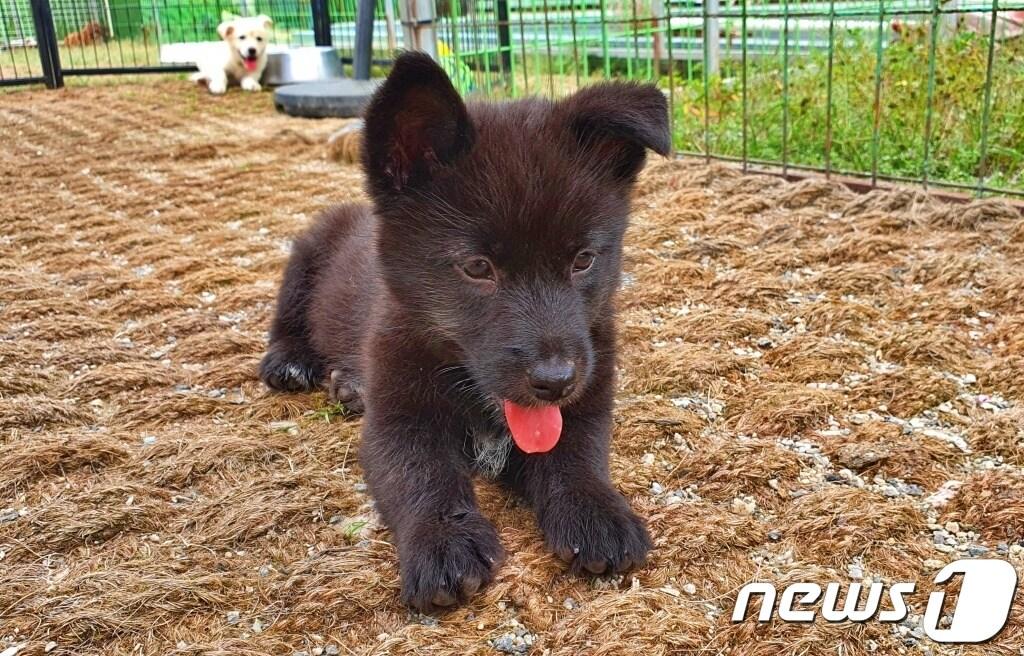 본문 이미지 - 경기도수의사회와 내추럴발란스 블루엔젤봉사단은 18일 경기 용인시 내 행강 동물보호소에서 봉사활동을 진행했다. ⓒ 뉴스1 최서윤 기자