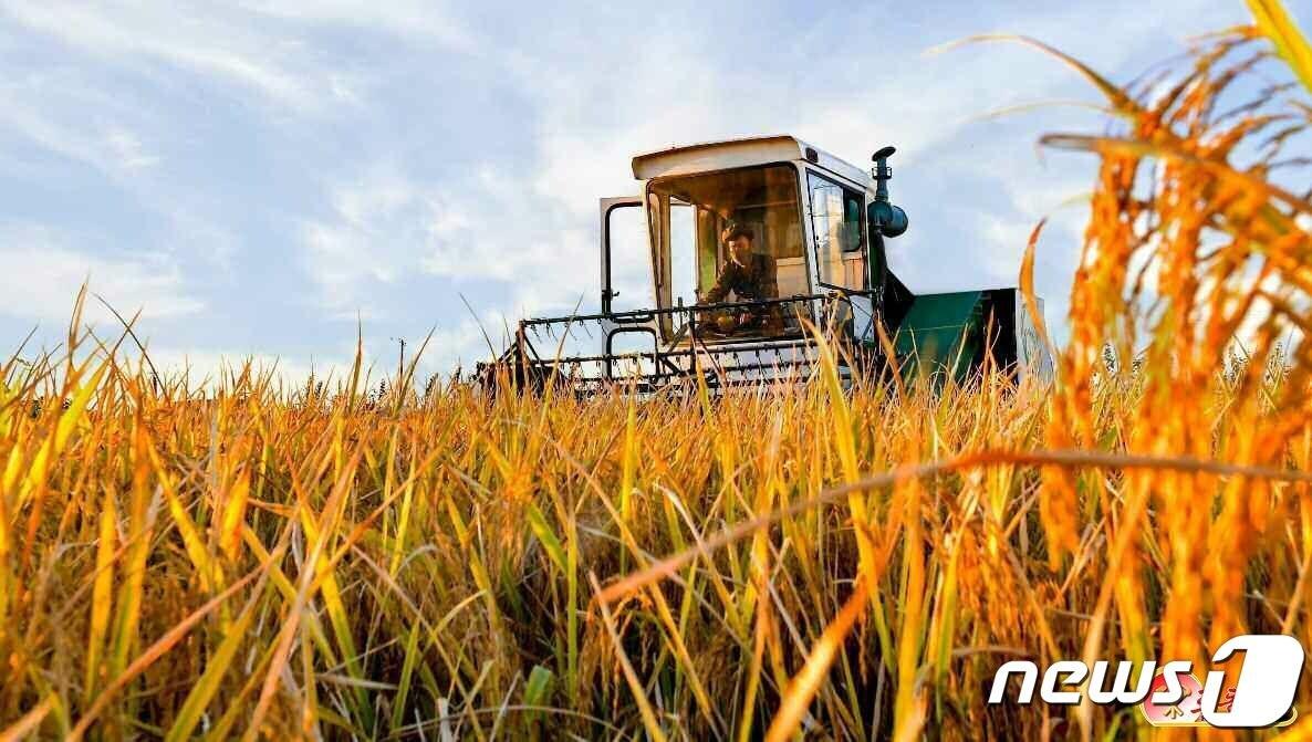 본문 이미지 - (평양 노동신문=뉴스1) = 북한 노동당 기관지 노동신문은 26일 가을밀 씨뿌리리기와 강냉이 가을걷이 등 각 지역의 농사 진행 상황을 조명했다. [국내에서만 사용가능. 재배포 금지. DB 금지. For Use Only in the Republic of Korea. Redistribution Prohibited] rodongphoto@news1.kr