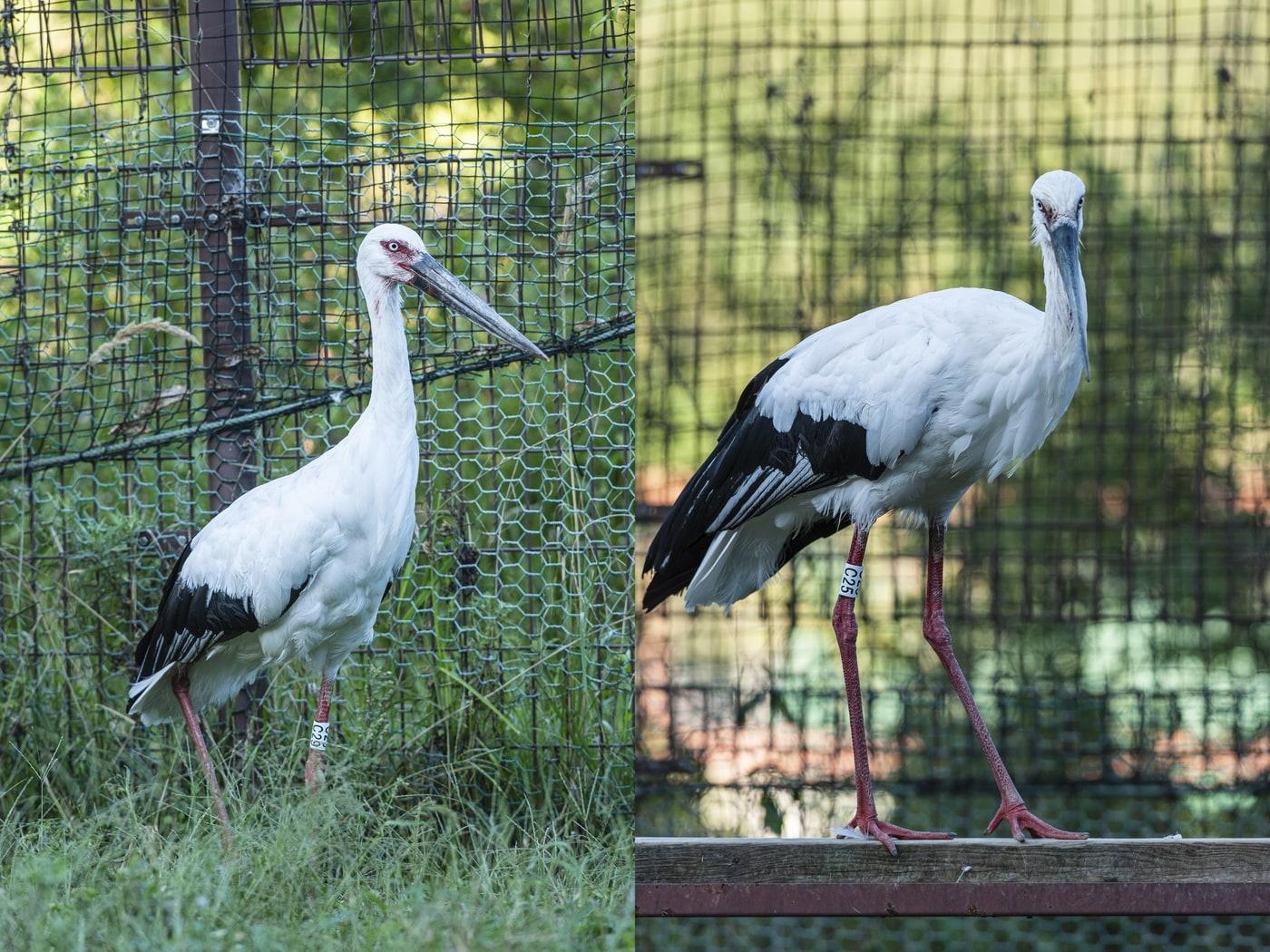본문 이미지 - 김해시 방사장으로 옮겨지는 황새 수컷 관이(왼쪽)와 암컷 금이. (문화재청 제공)