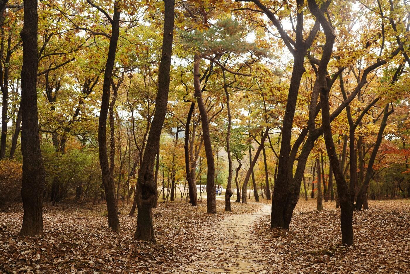본문 이미지 - 구리 동구릉 숲길. (궁능유적본부 제공) 