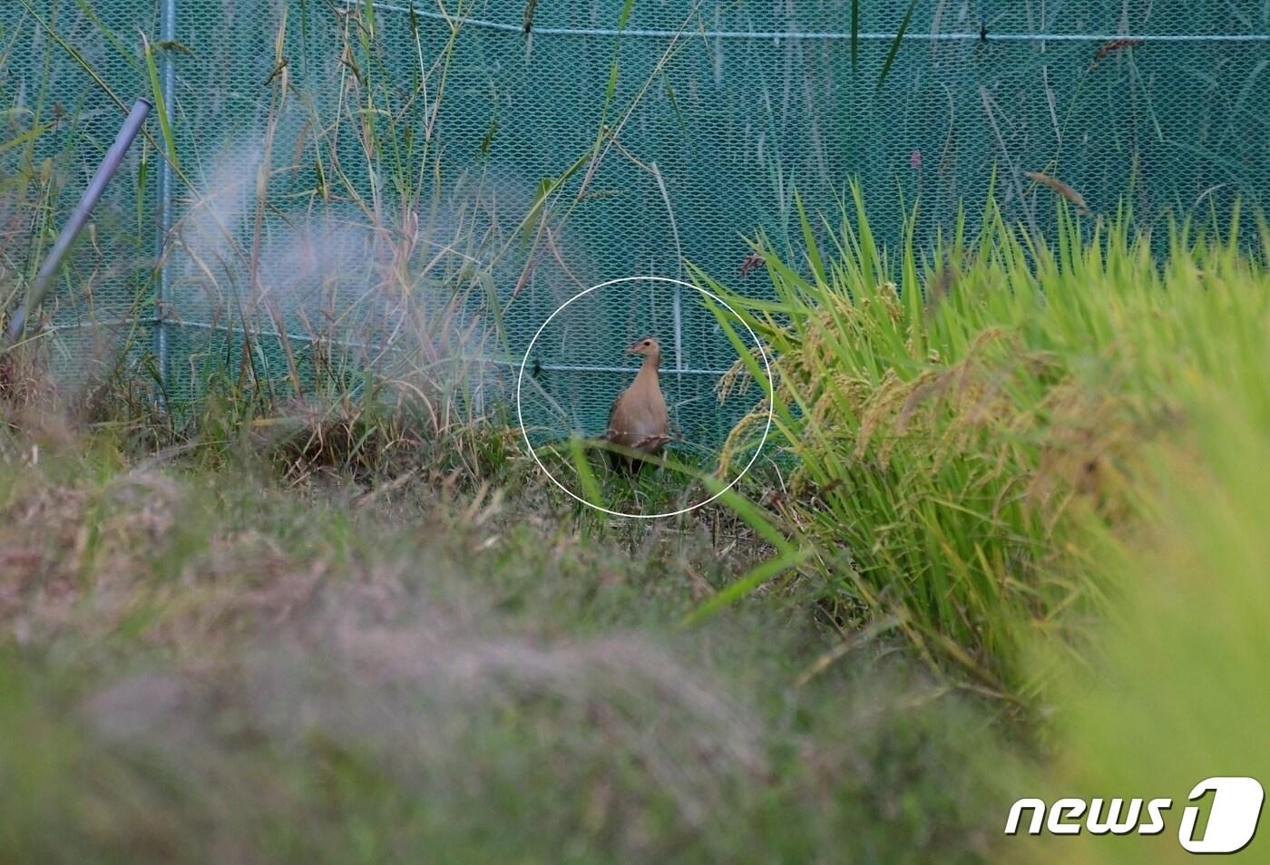 본문 이미지 - 25일 세종시 장남평야에서 발견된 천연기념물 446호 '뜸부기'. (장남들보전시민모임 제공) / 뉴스1 