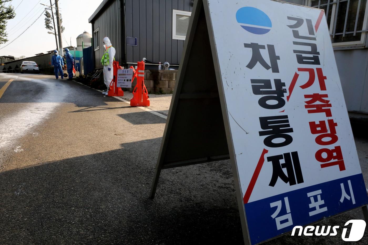 본문 이미지 - 충북 충주 소태면의 한 야산에서 발견된 야생멧돼지 폐사체에서 ASF 바이러스가 확인되며 도내 발생 건수가 262건으로 늘었다.(자료사진)/뉴스1 ⓒ News1 정진욱 기자