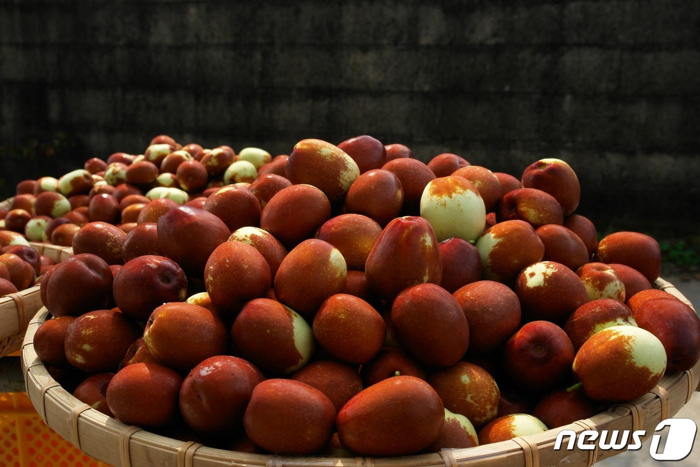 보은대추 &#40;보은군 제공. 재판매 및 DB금지&#41; /뉴스1