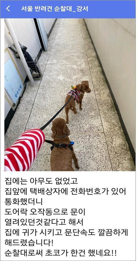 본문 이미지 - 강서구 반려견 순찰대 '초코'팀의 활동 내용을 담은 커뮤니티 게시글. (서울시 제공)